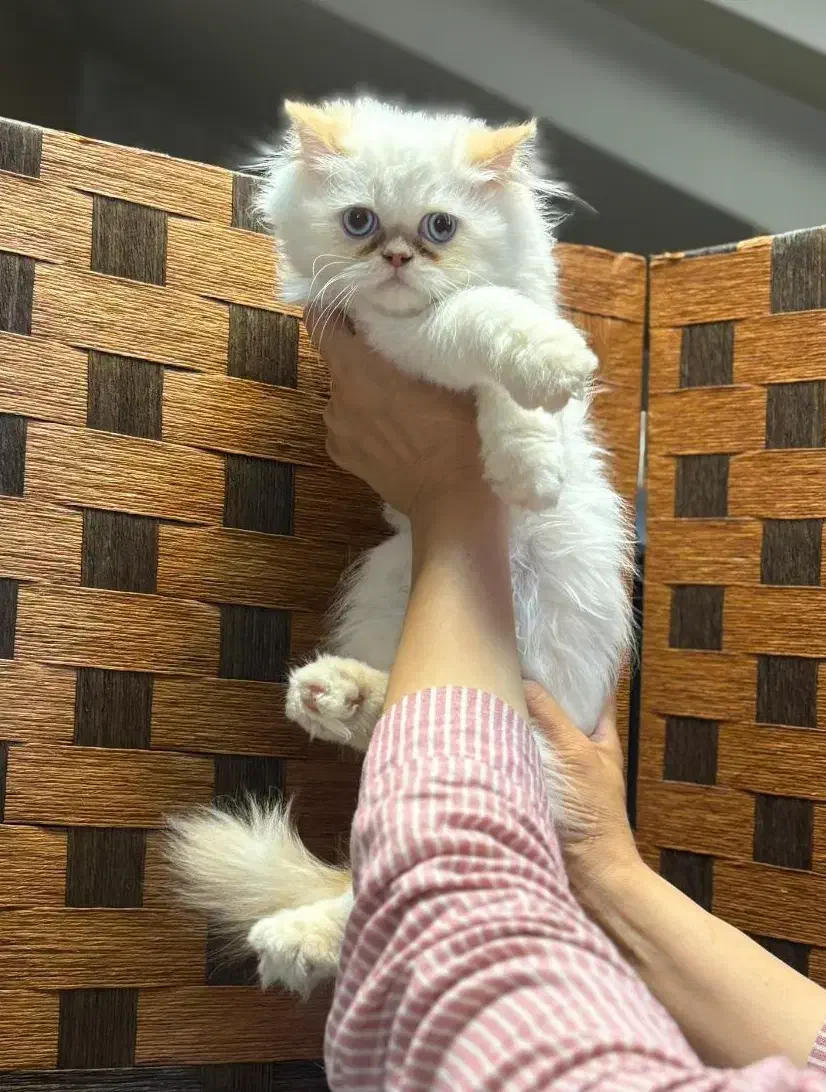 یک دنیا عشق در یک توپپشم کوچک|گربه|سنندج, |دیوار