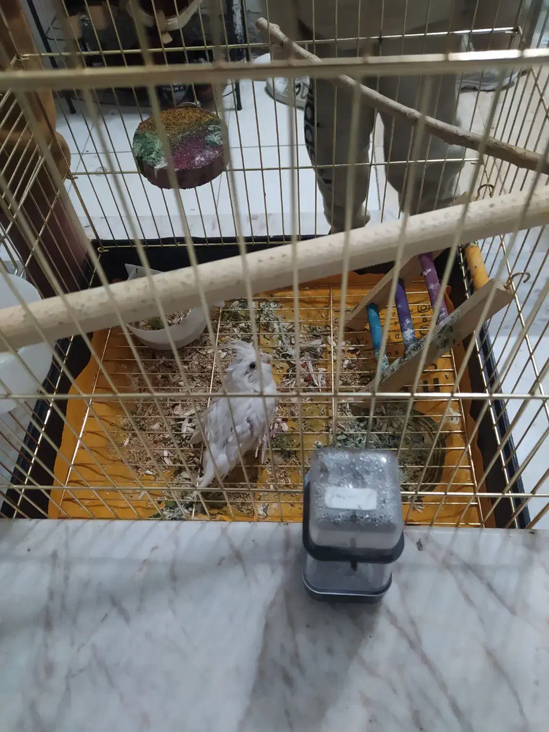 جوجه لوتینو نر|پرنده|جم, |دیوار