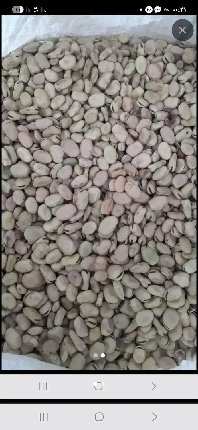 فروش باقالی درجه یک سورتینگ شده ۵تن|خوردنی و آشامیدنی|سراب, |دیوار