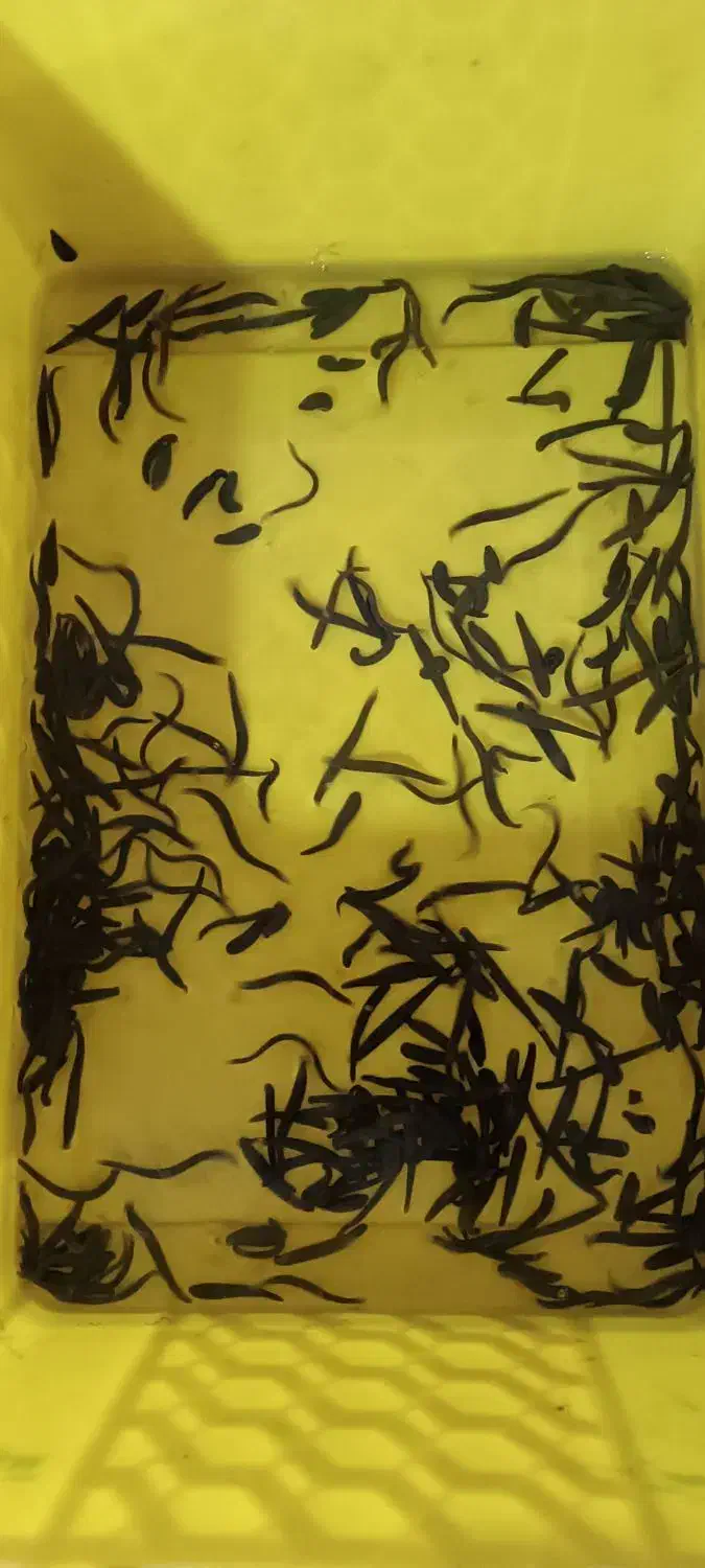 زالو طبی|آرایشی، بهداشتی، درمانی|تربت جام, میان جام|دیوار