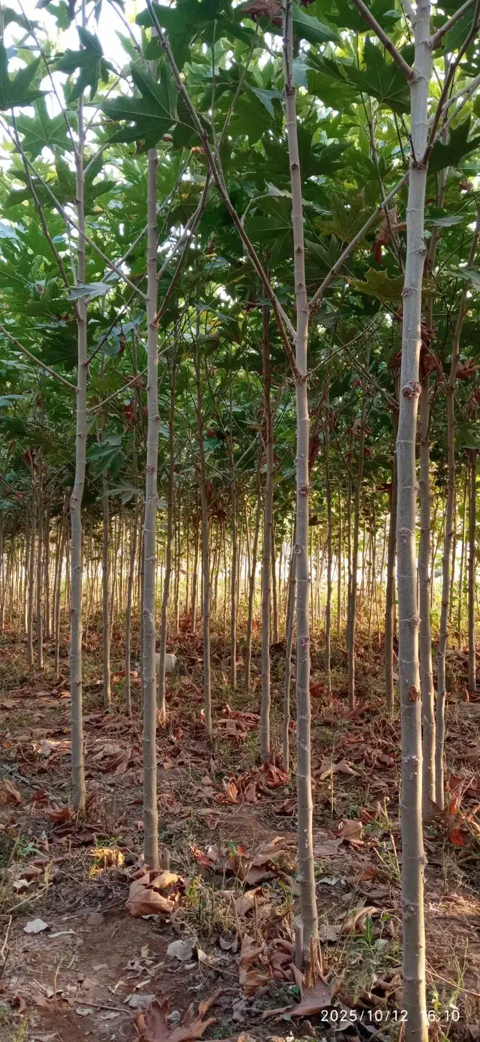 نهال و نهالستان تعاونی گوارشگ زیر قیمت بازار حراج|خدمات باغبانی و درختکاری|مشهد, توس فردوسی|دیوار