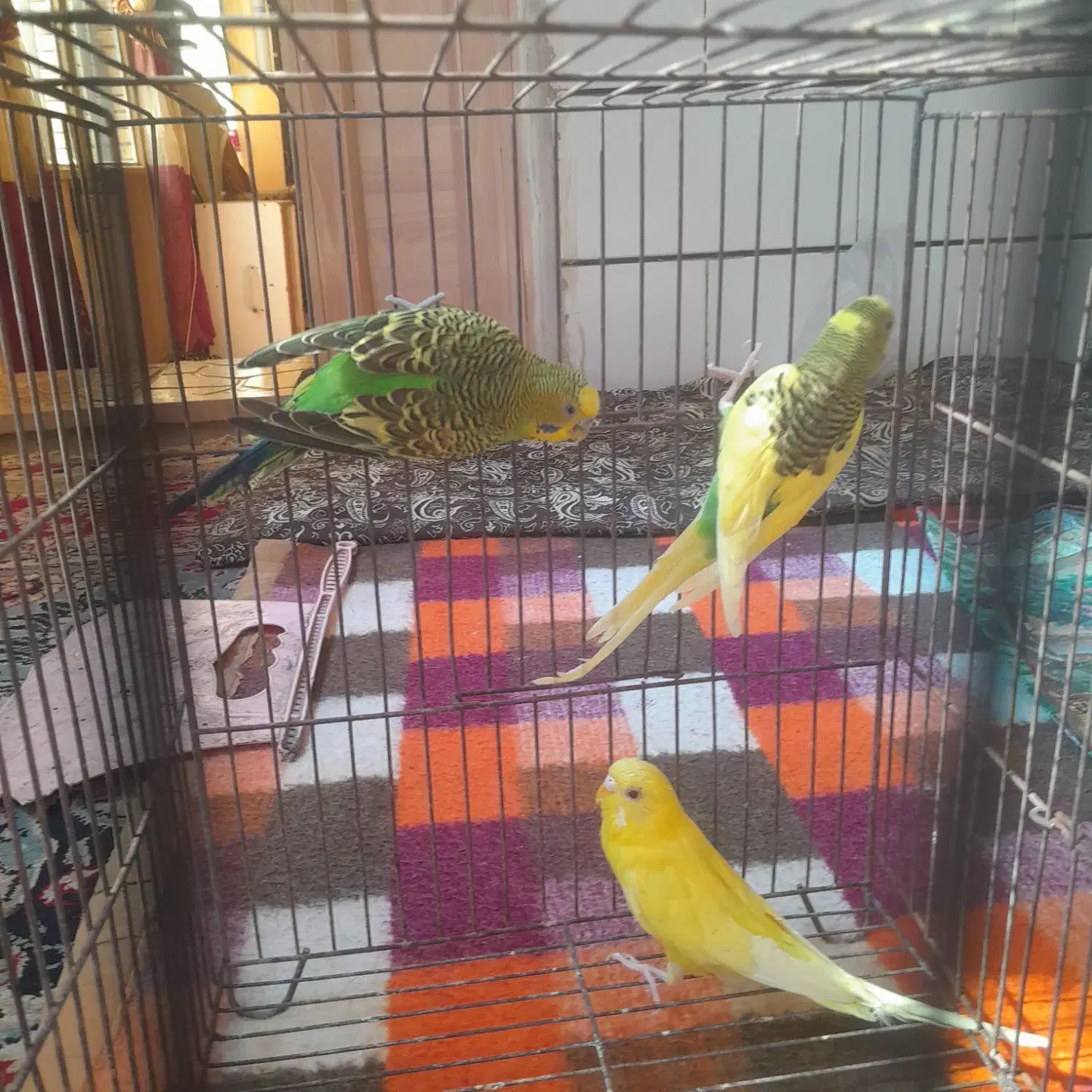 مرغ عشق نرو ماده|پرنده|بم, |دیوار