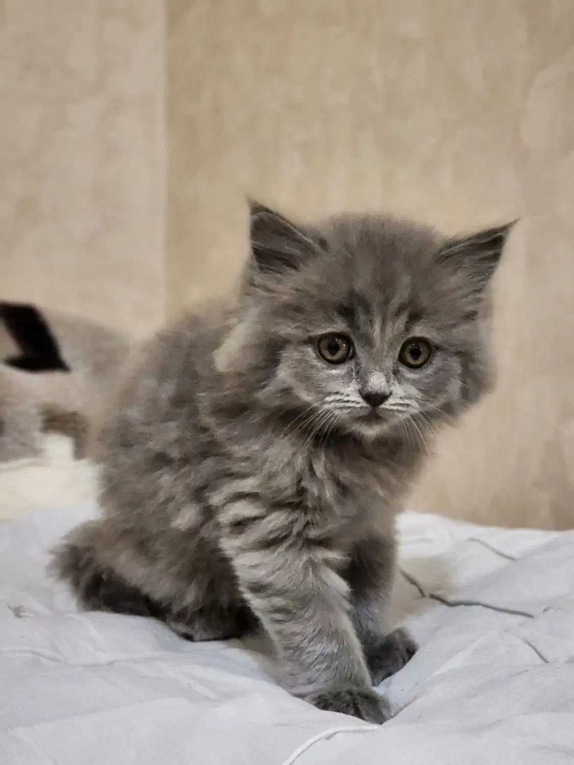 بیریتیش بلو|گربه|خوی, |دیوار