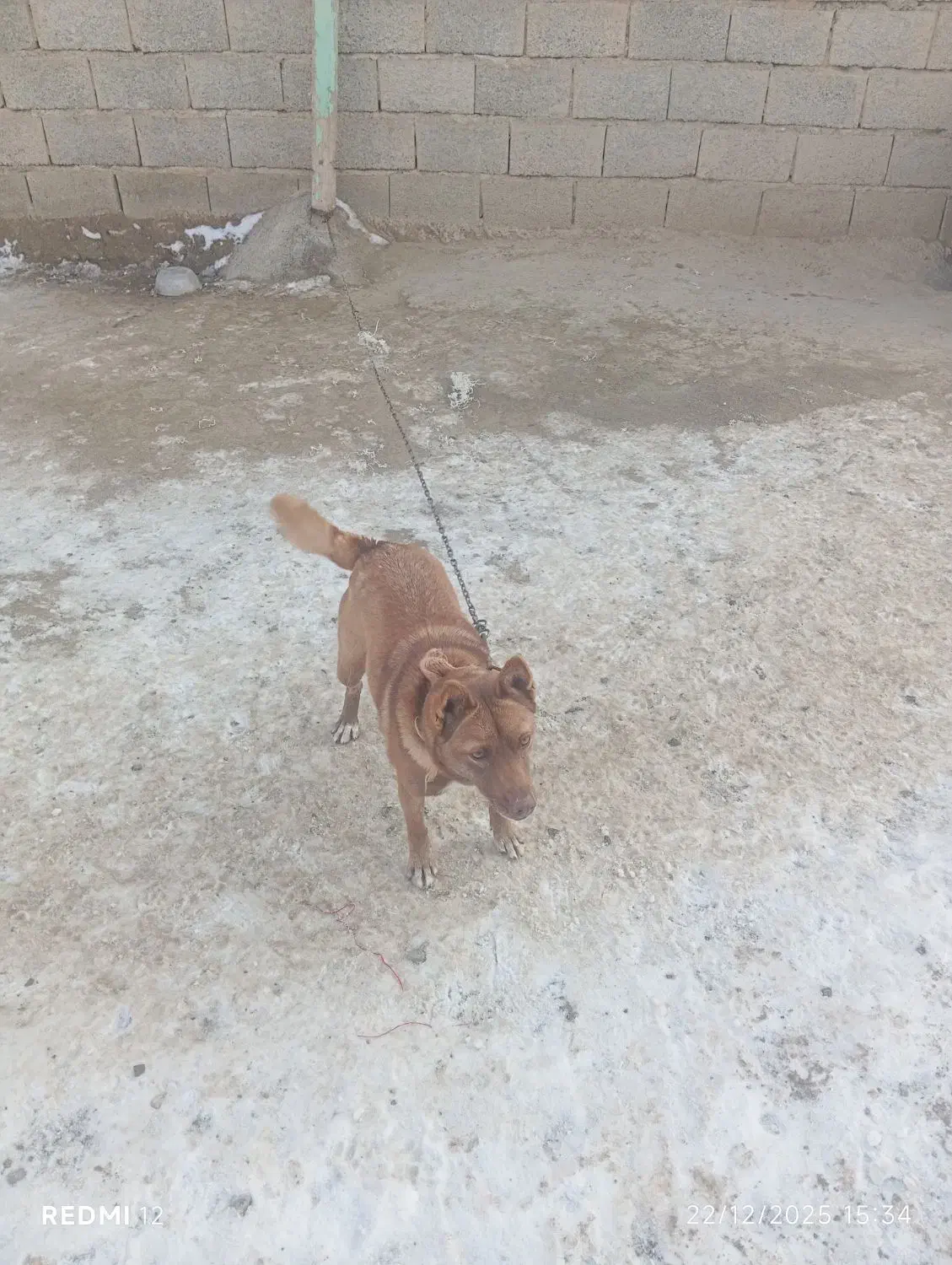 سگ ماده هاسکی|سگ|سلماس, |دیوار