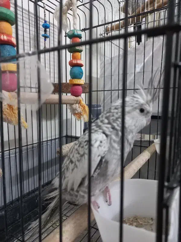 عروس هلندی ماده|پرنده|تهران, پرستار|دیوار