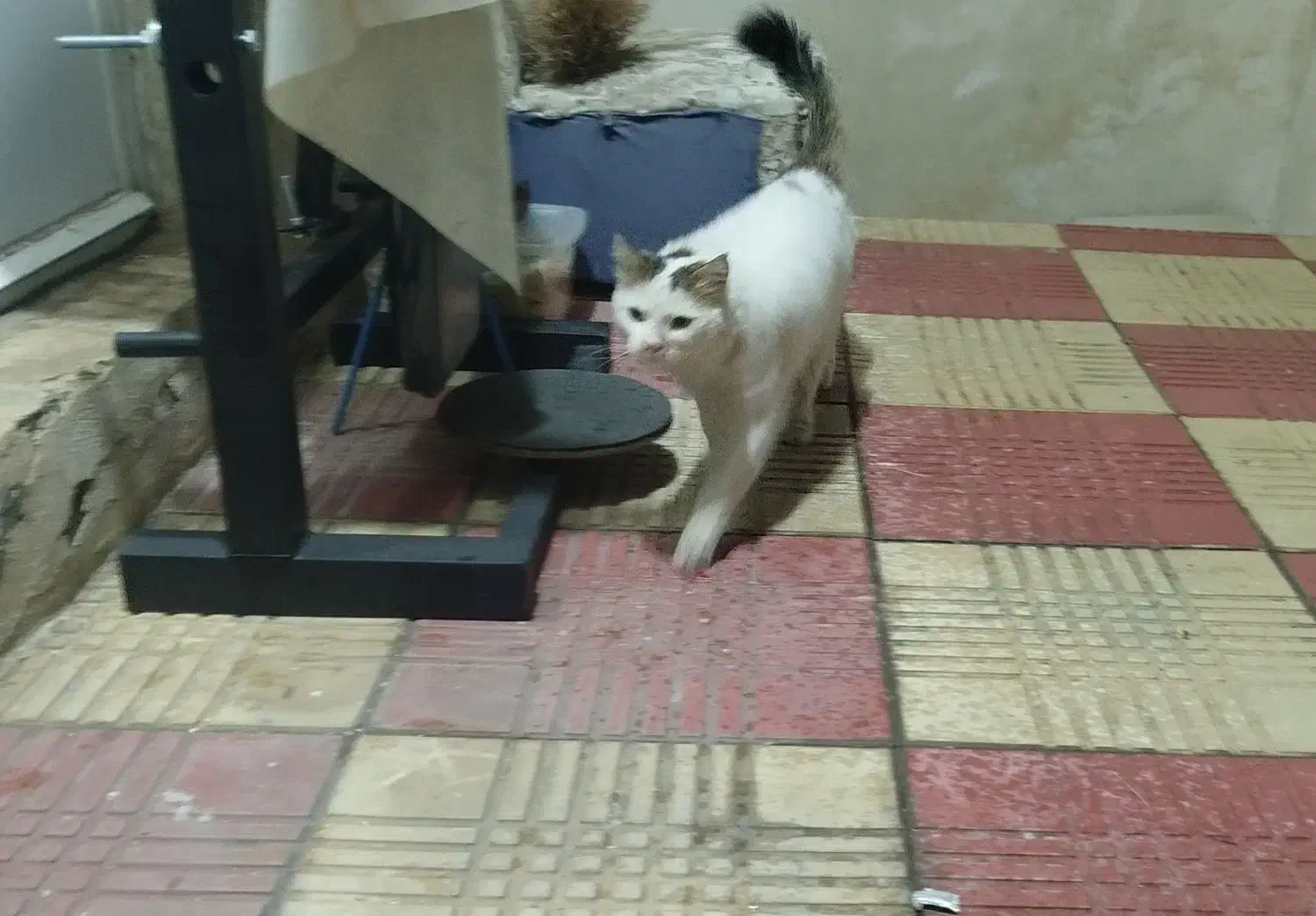 گربه|گربه|زنجان, |دیوار