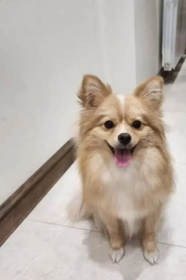 سگ پامر روباهی|سگ|شیراز, شهرک ترکان|دیوار