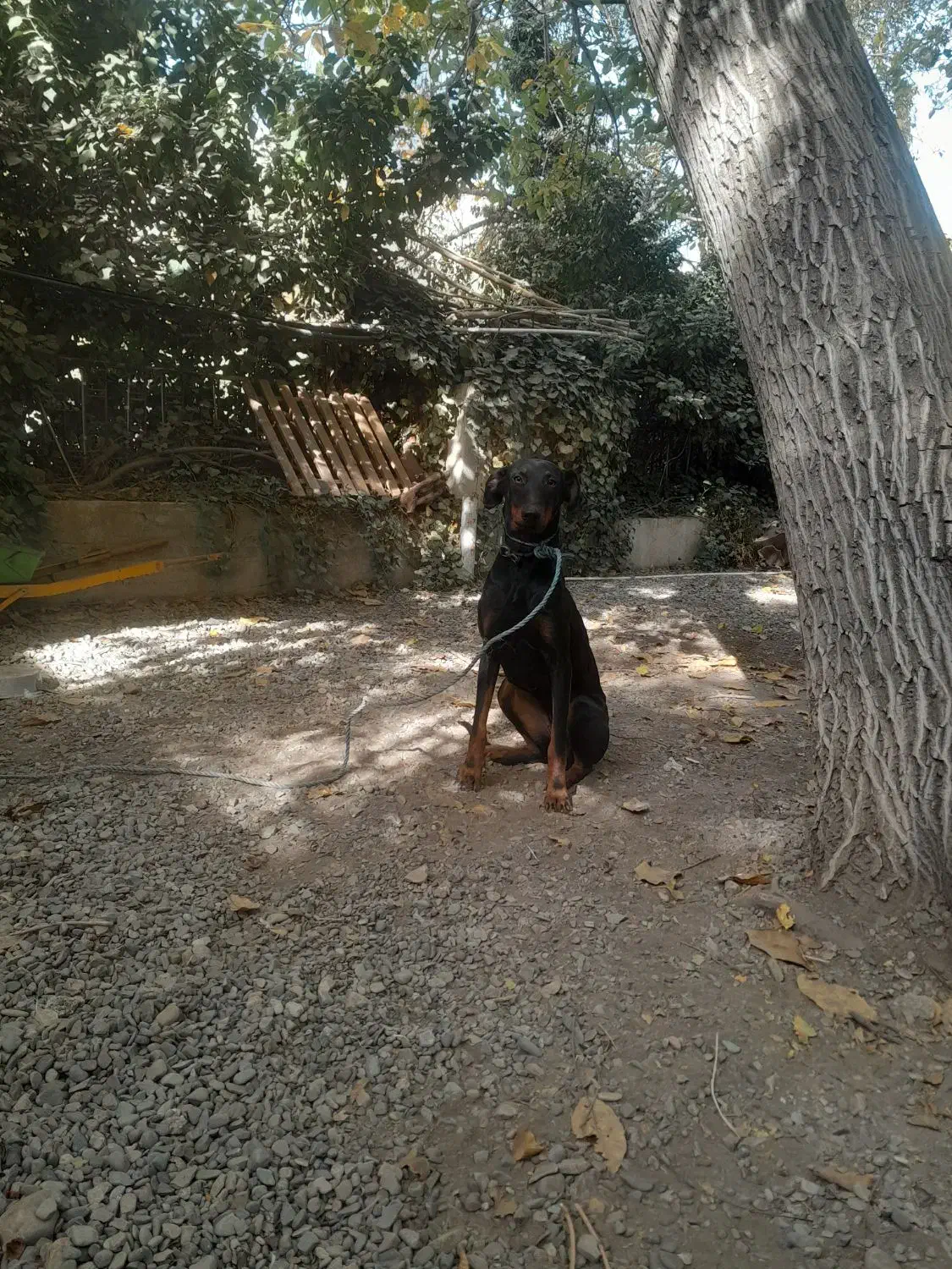 واگذاری|سگ|آسارا, |دیوار