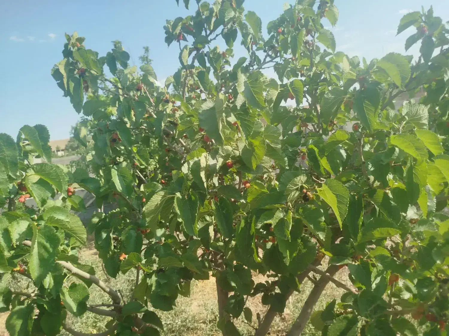 باغ|فروش زمین و ملک کلنگی|مشهد, تبادکان|دیوار