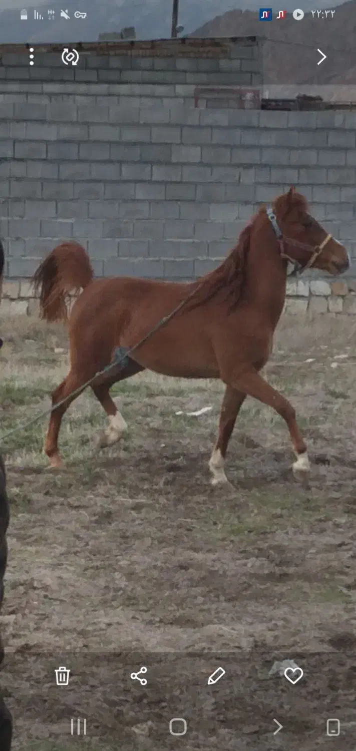 زیبا ، جوان|اسب و تجهیزات اسب‌سواری|کرمانشاه, |دیوار