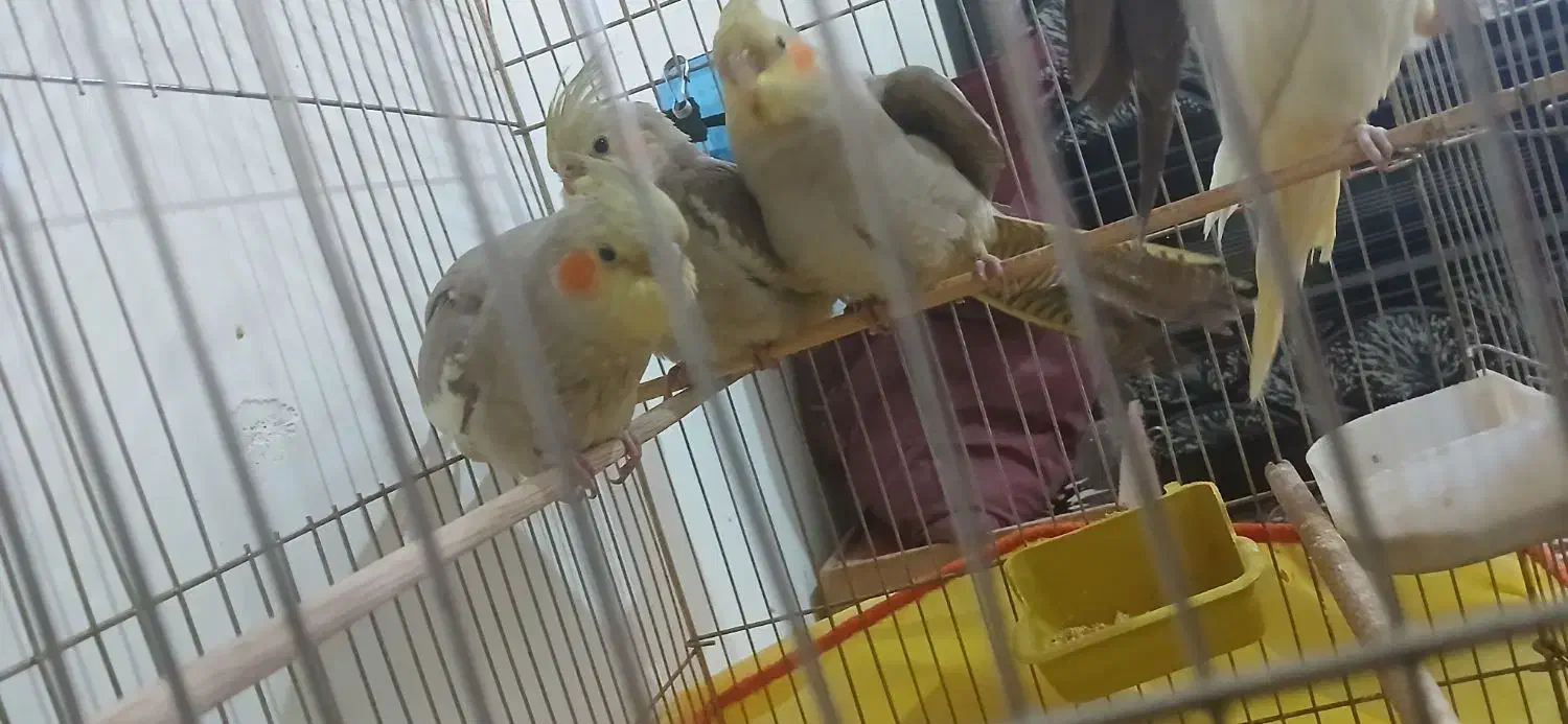 فروش سه عدد جوجه عروس هلندی دوماه|پرنده|سیرجان, |دیوار