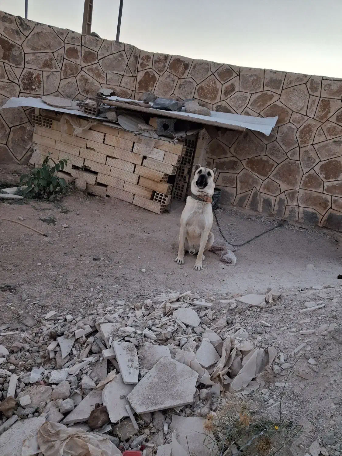 سگ سرابی|سگ|زنجان, |دیوار