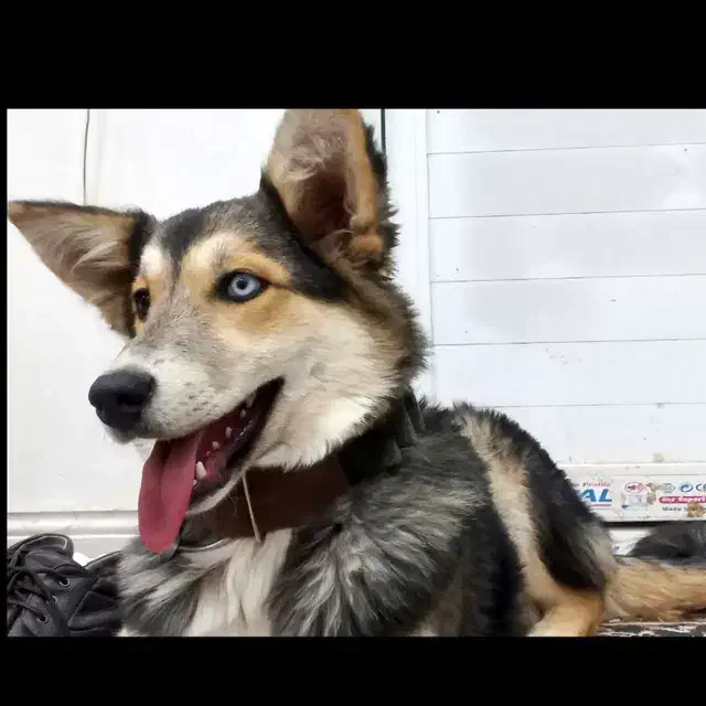 گمشده|حیوانات|بیرجند, |دیوار