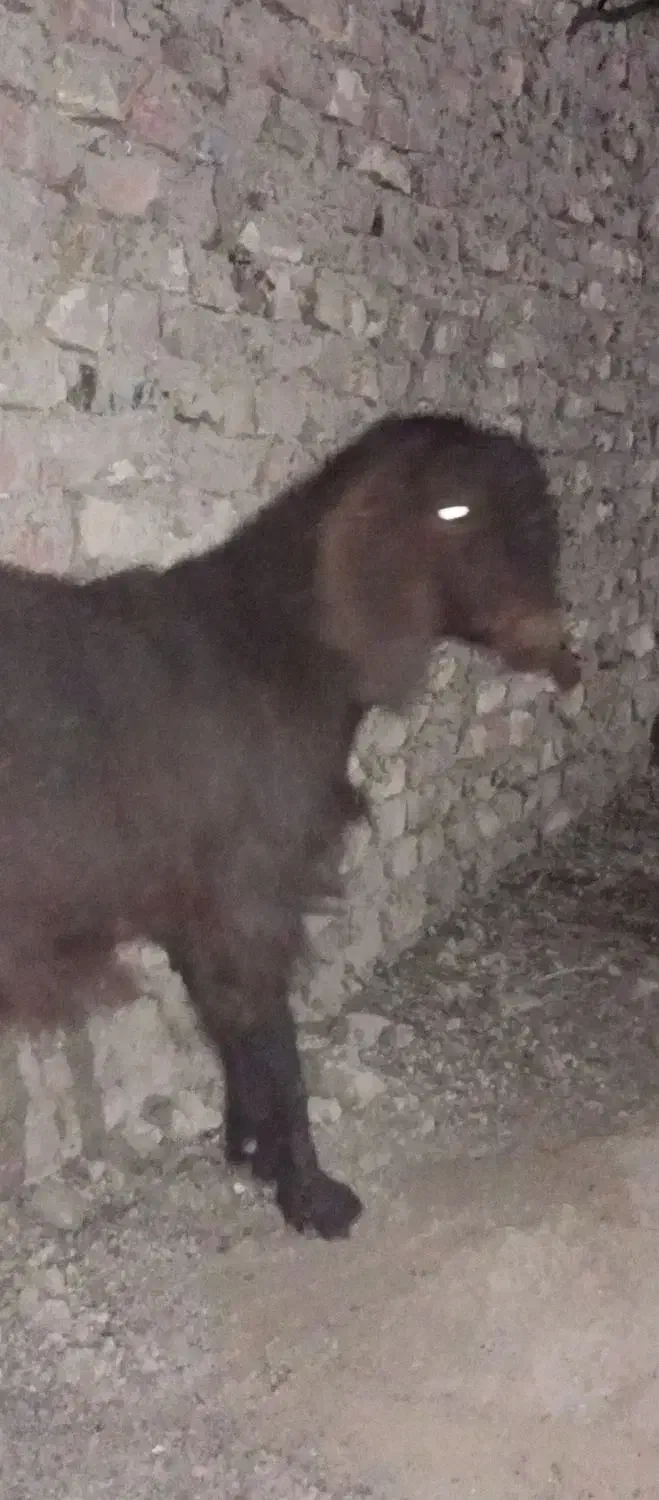 کهره چاق وچله|حیوانات مزرعه|زابل, |دیوار