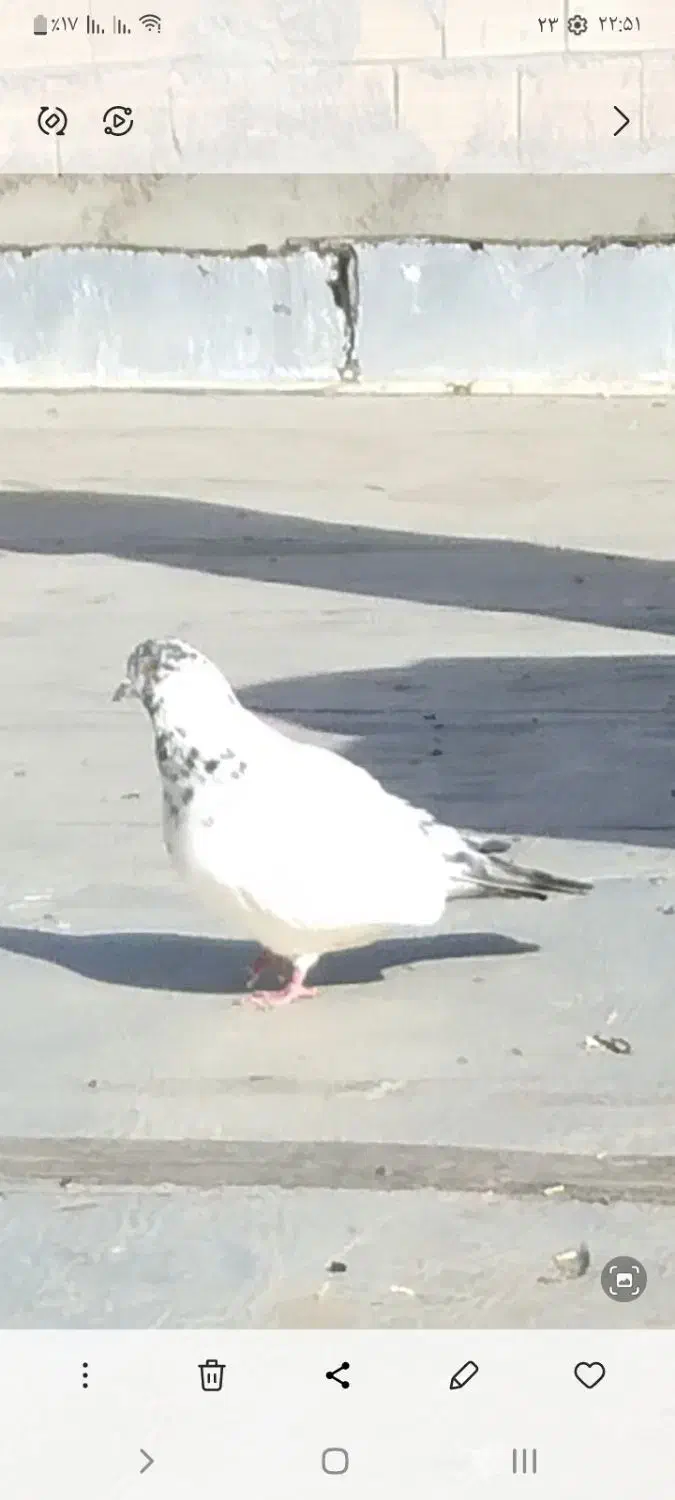 کبوتر گم شده|حیوانات|میانه, |دیوار