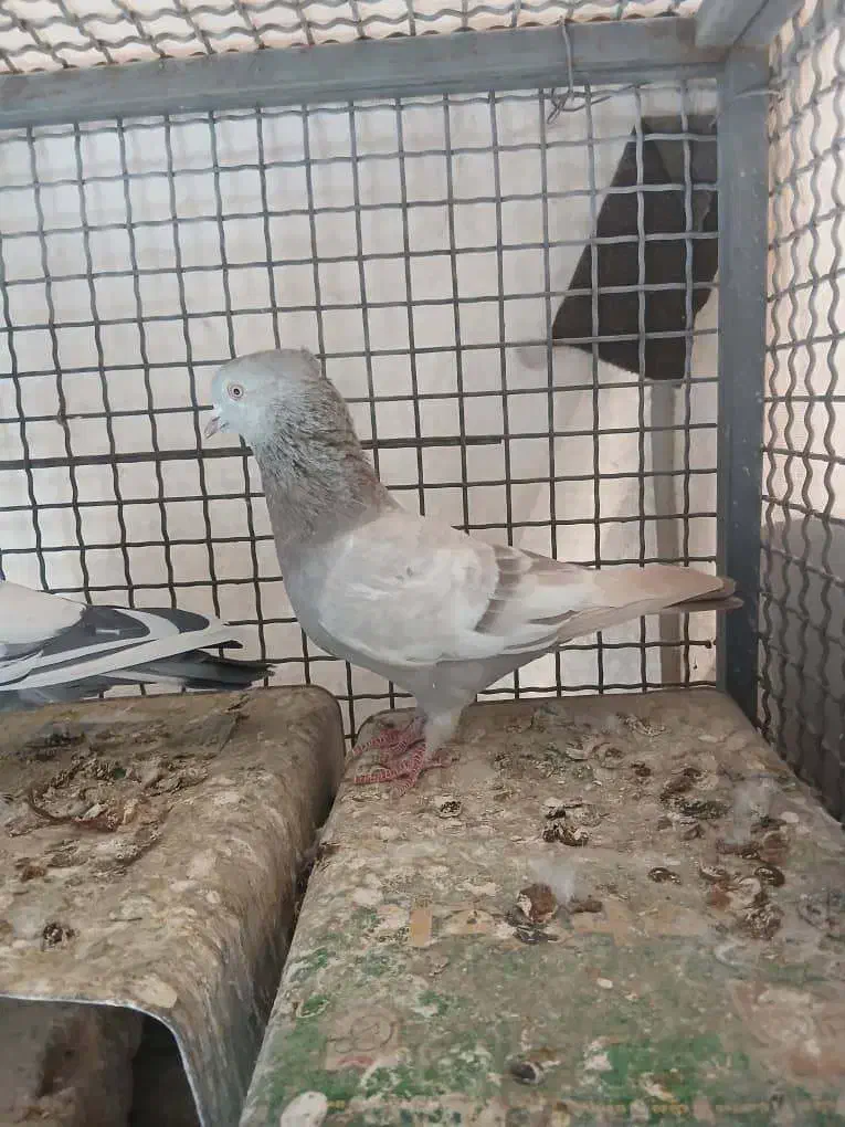 کفتر سینه سبز|پرنده|شیراز, امام حسین|دیوار