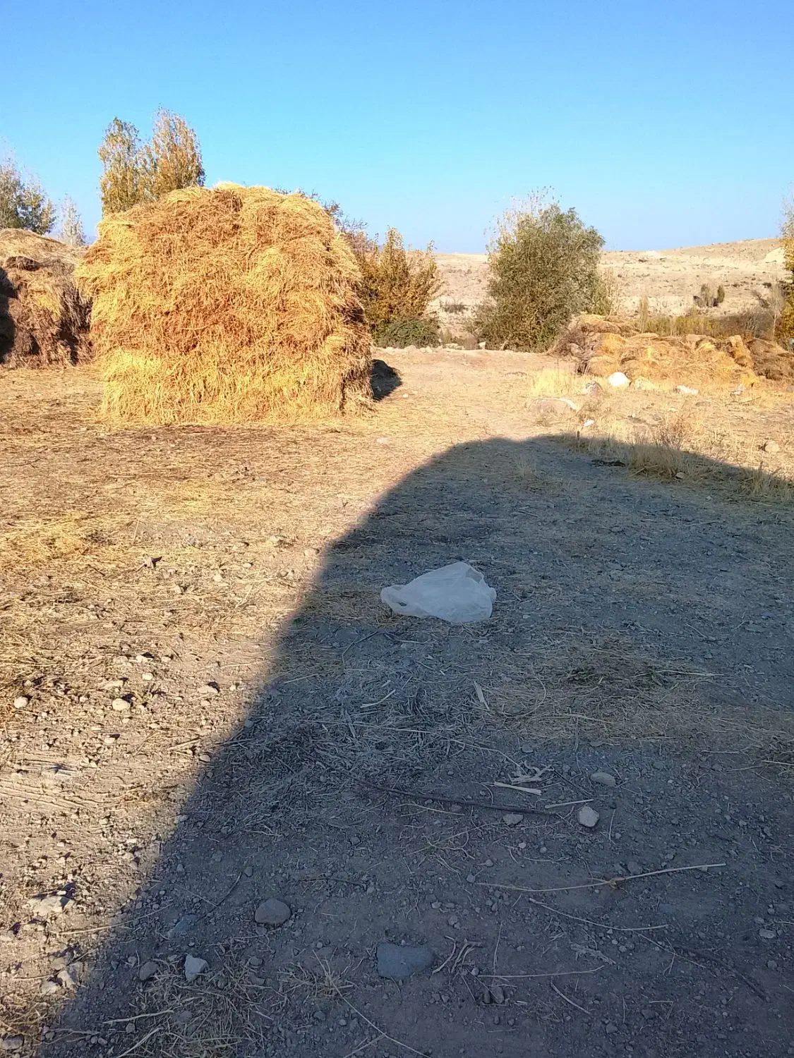 علف و یونجه باغ|خدمات باغبانی و درختکاری|مشگین شهر, |دیوار