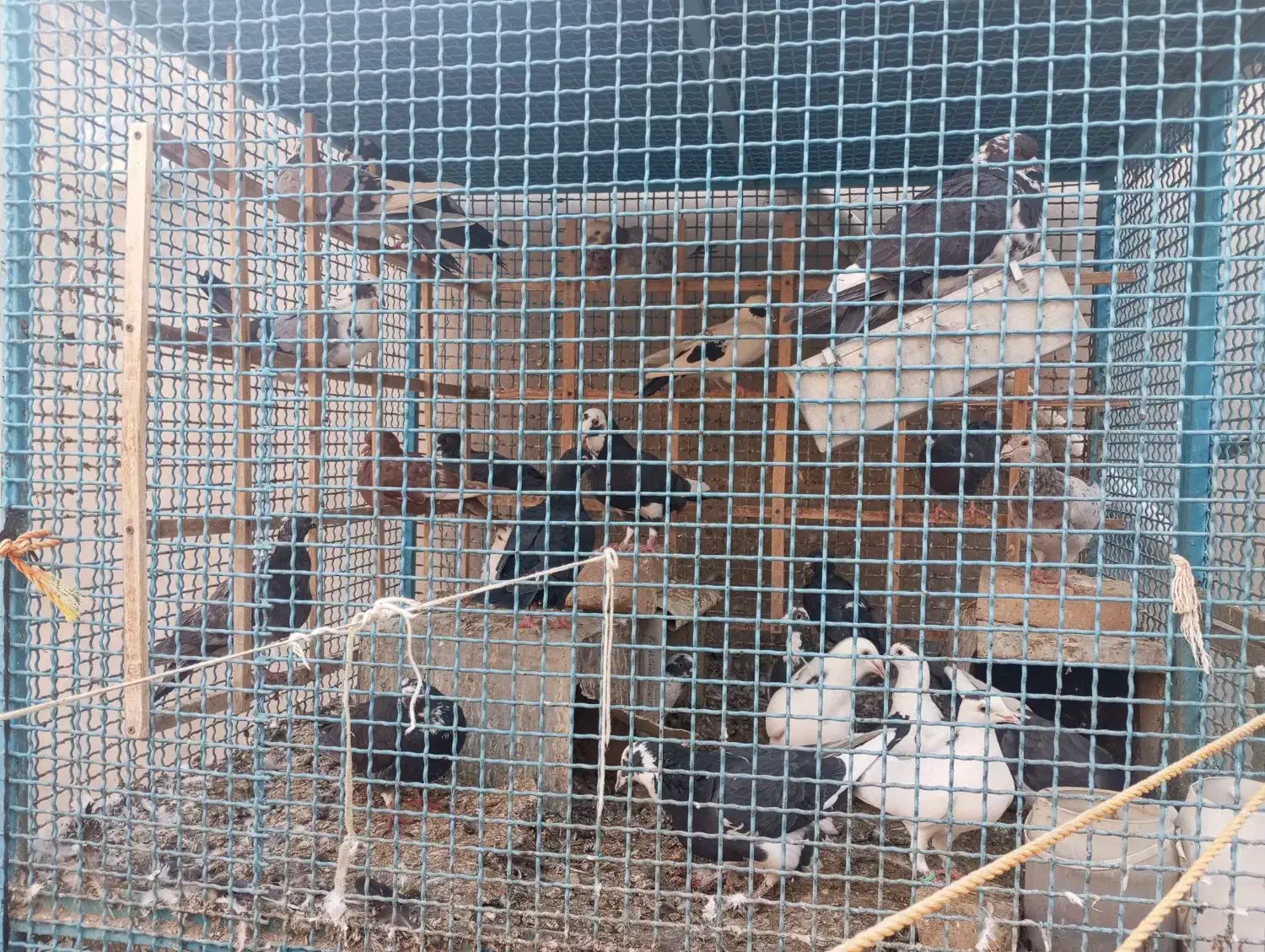 کبوتر فروشی|پرنده|خوسف, |دیوار