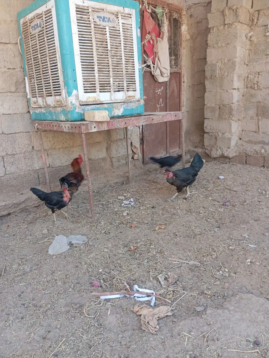 مرغ و خروس|حیوانات مزرعه|زهک, |دیوار