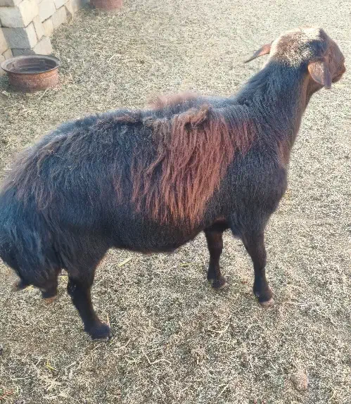 شیشک نر|حیوانات مزرعه|بسطام, |دیوار