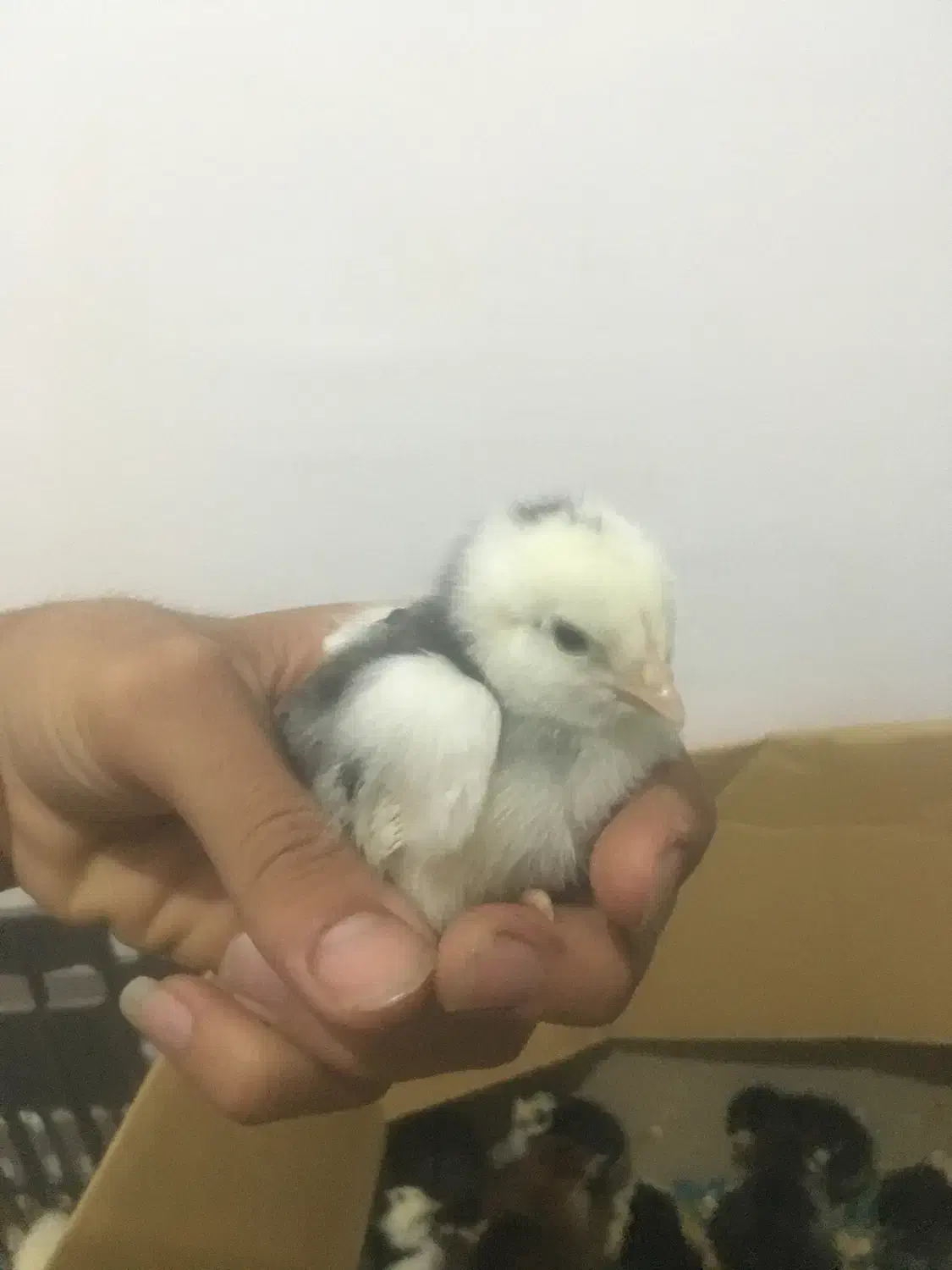 جوجه لاری فروشی کیفیت فول اصیل|حیوانات مزرعه|گنبد کاووس, |دیوار