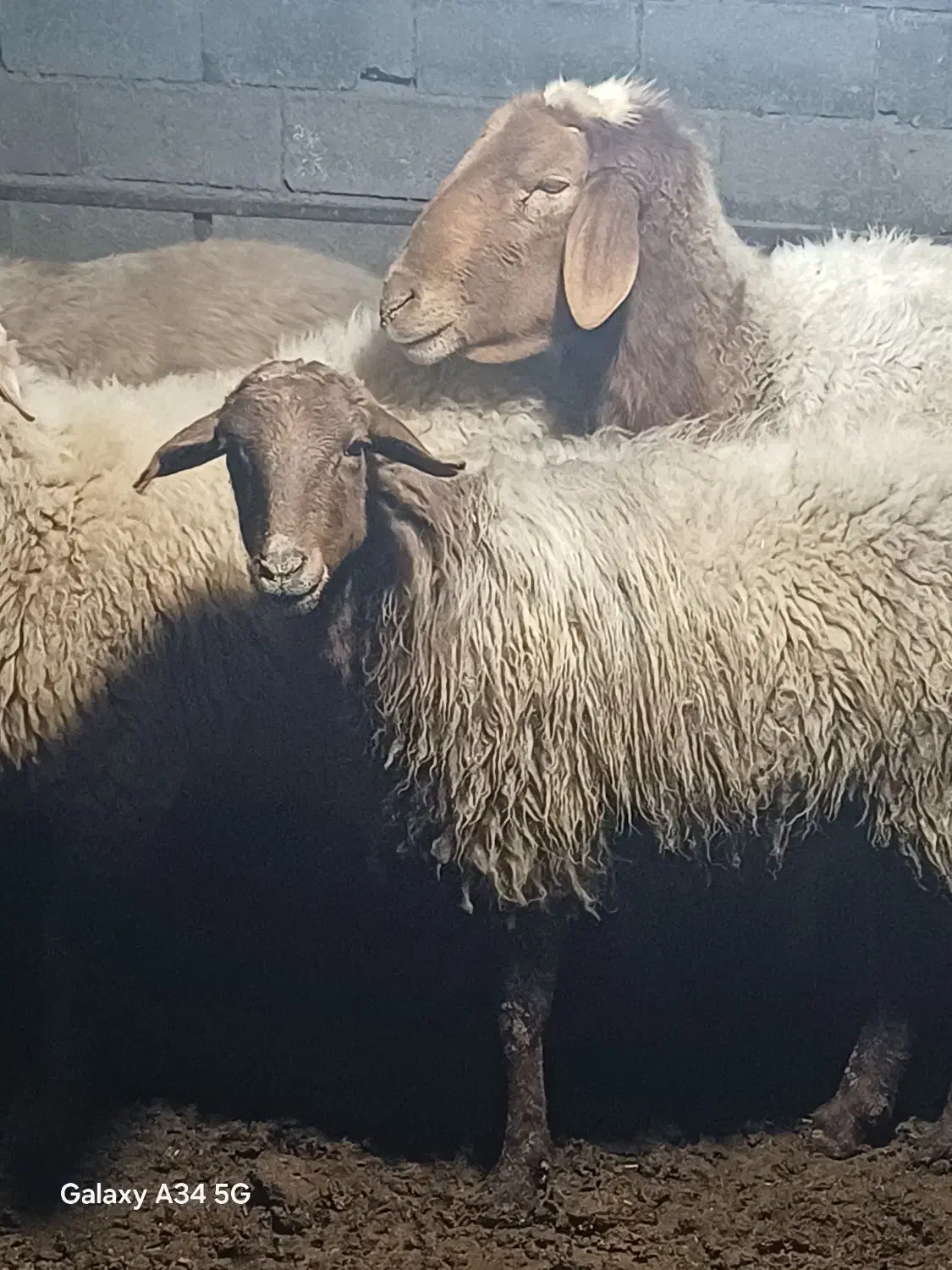 فروش بره پرواری وگوشتی|حیوانات مزرعه|طبقده, |دیوار