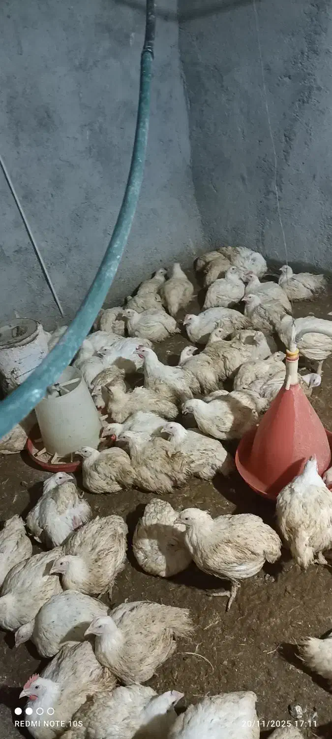 مرغ گوشتی ارگانیک|حیوانات مزرعه|باشتین, |دیوار