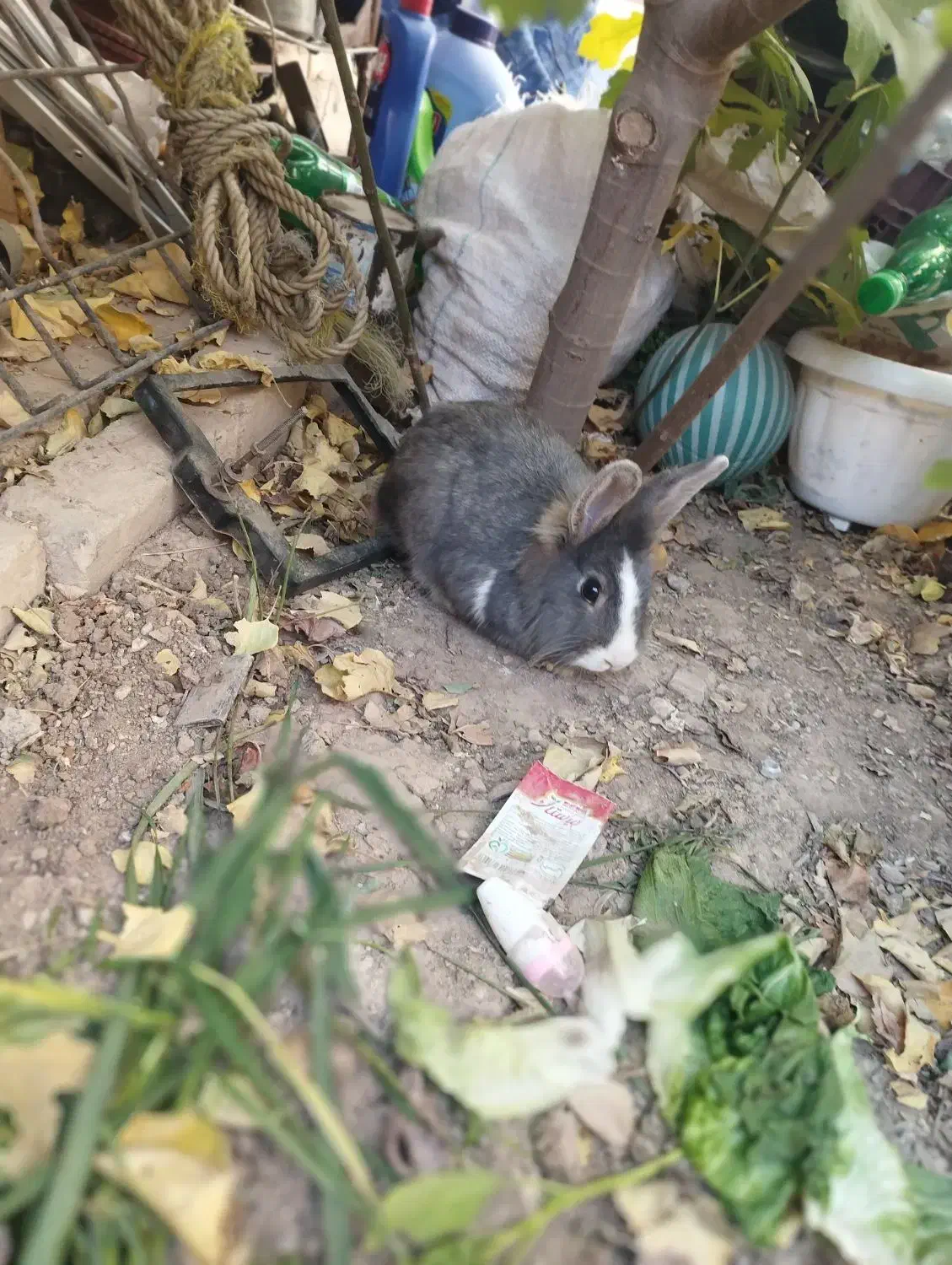 فروش حیوان خانگی|موش و خرگوش|دشتابی, |دیوار