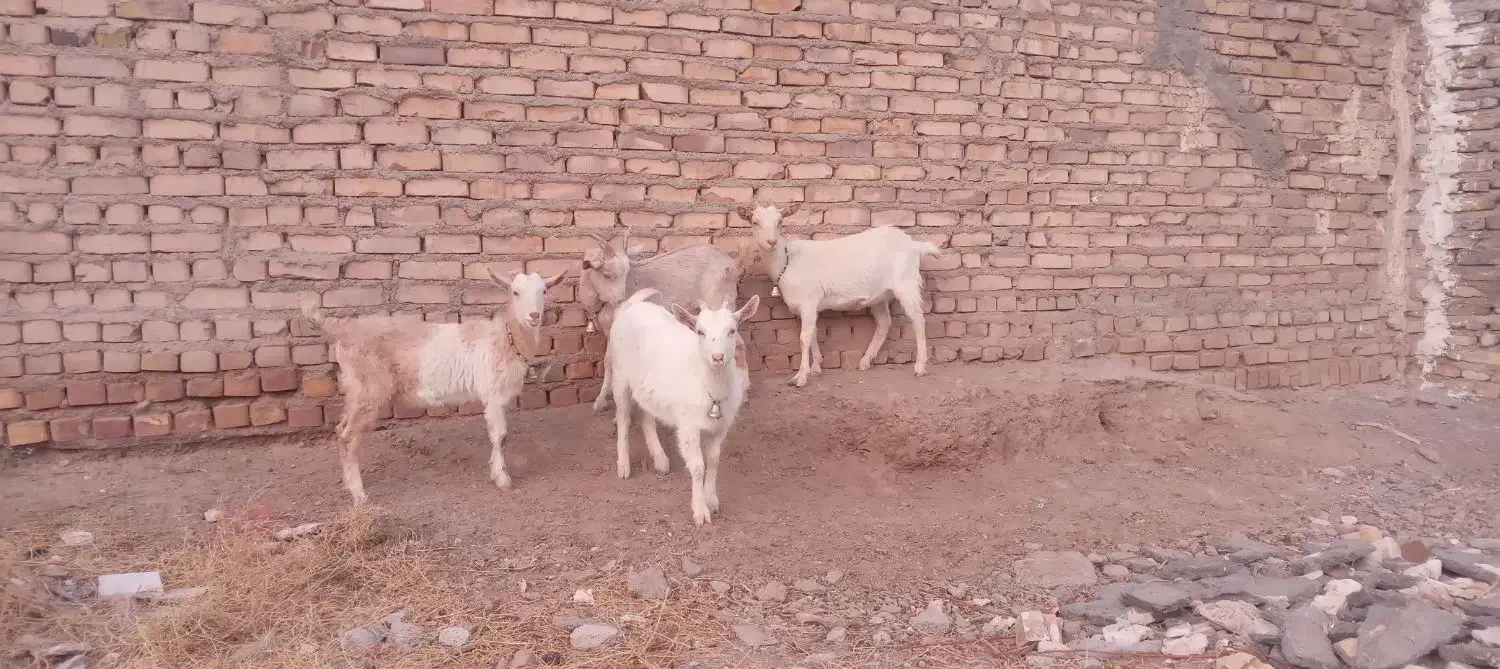 چهار راس بزغاله سانن اصیل ازمادران پرشیر|حیوانات مزرعه|تایباد, |دیوار