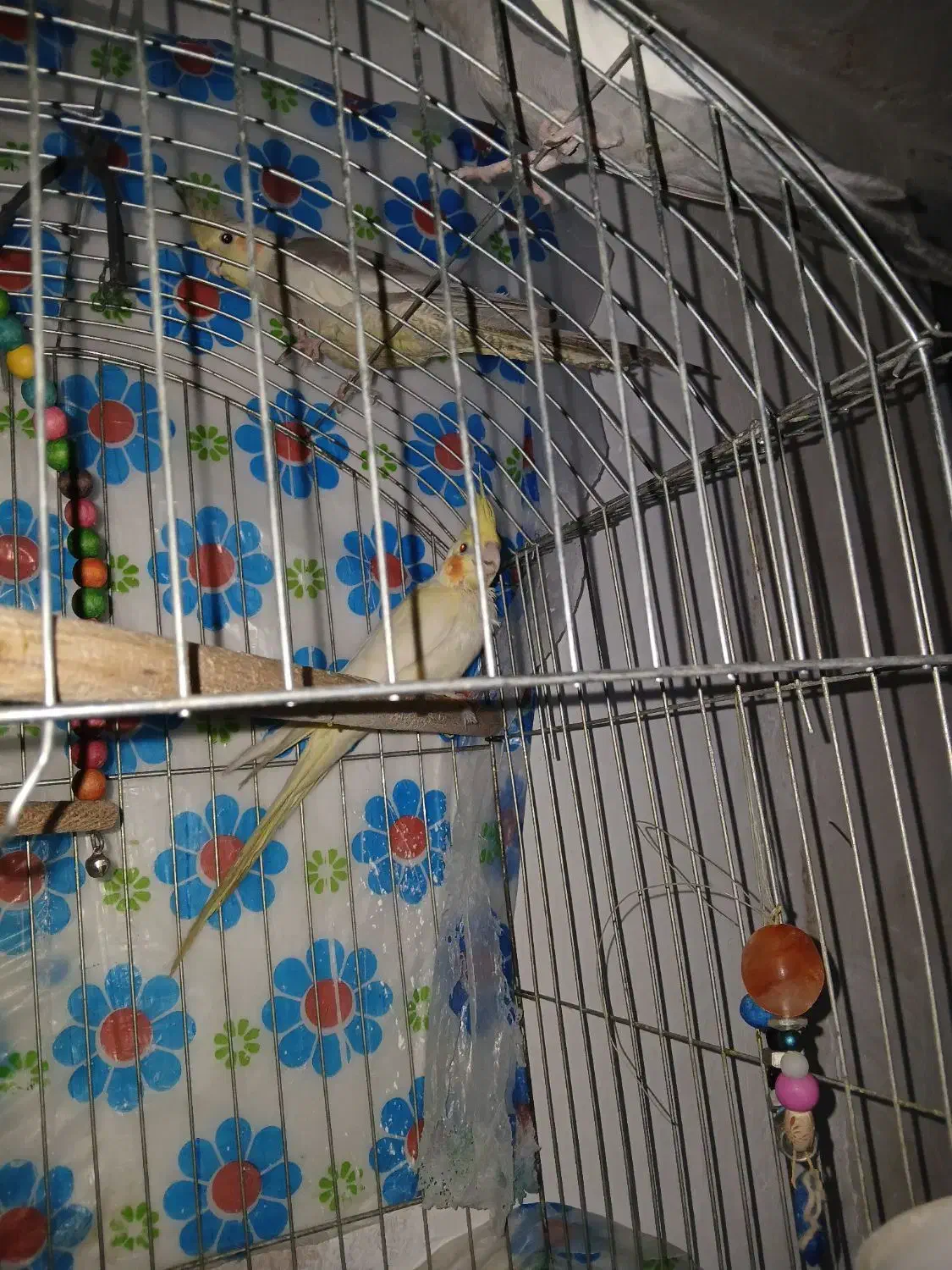 دو جفت عروس هلندی|پرنده|لردگان, |دیوار