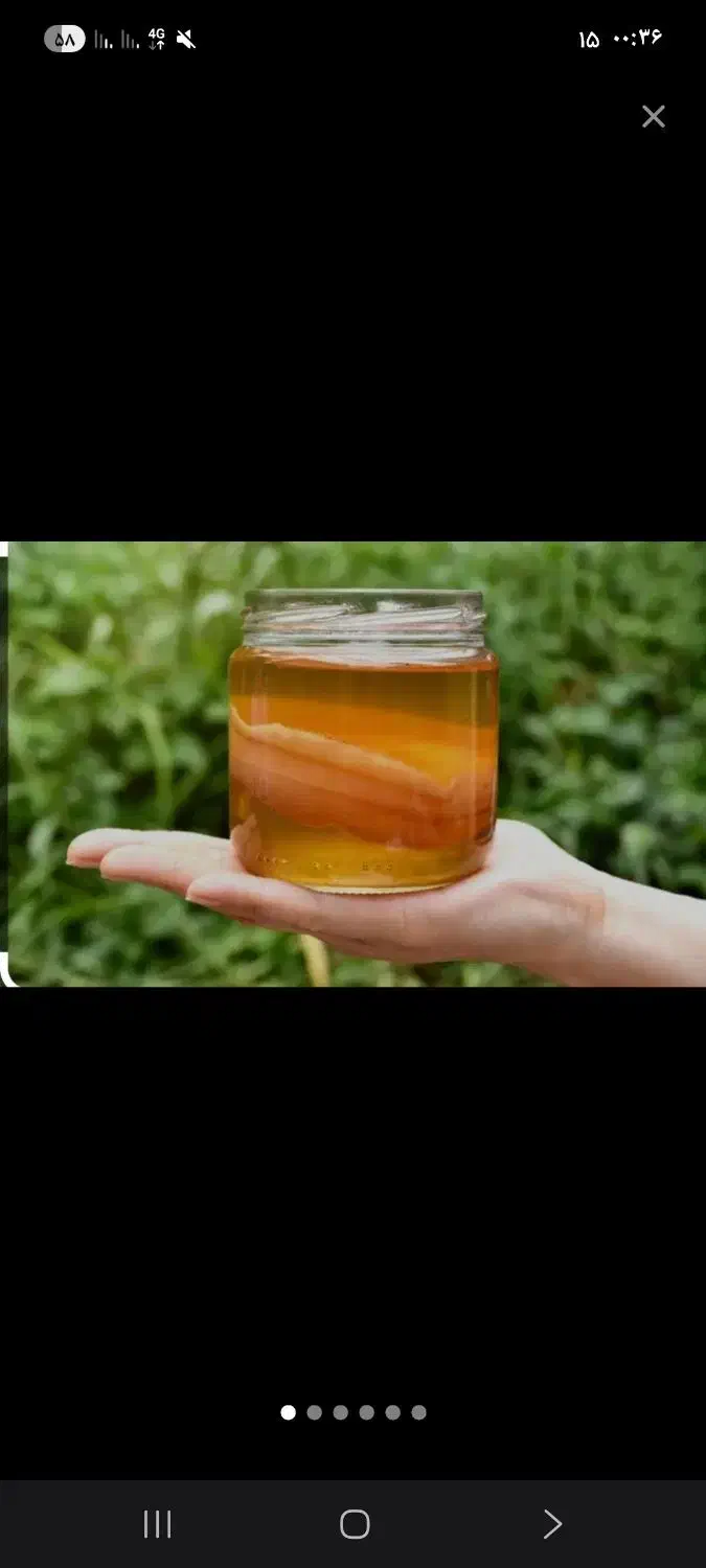 قارچ کامبوجا|خوردنی و آشامیدنی|اصفهان, رکن الدوله شرقی|دیوار