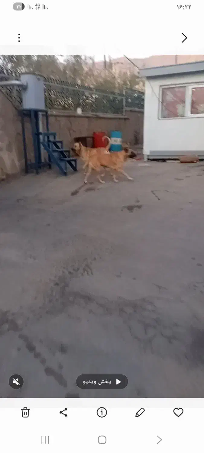 سگ سرابی ماده|سگ|صوفیان, |دیوار