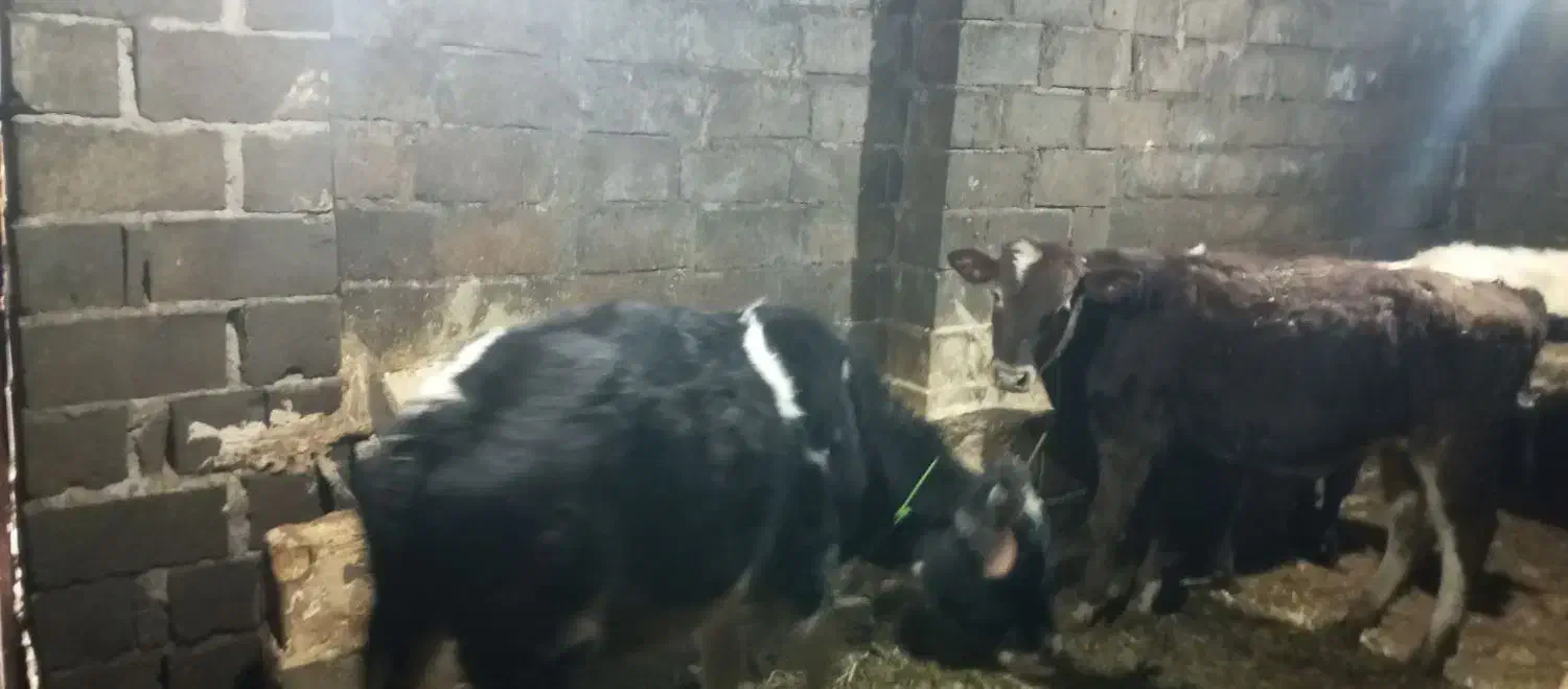 گوساله نر|حیوانات مزرعه|نظر کهریزی, |دیوار