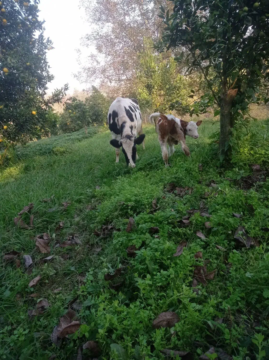 گاوشیری هلشتاین گوساله نر سمینتال جنس|حیوانات مزرعه|کلاچای, |دیوار