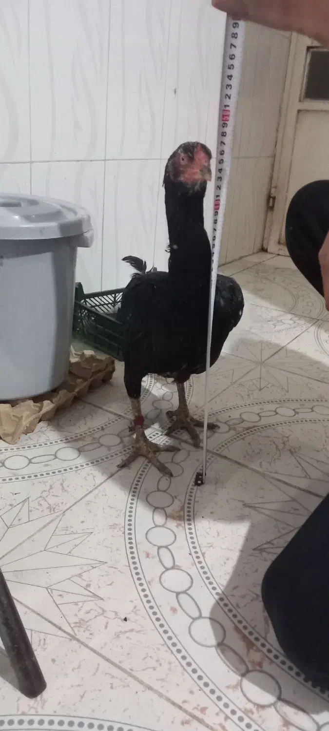 مرغ لاری|حیوانات مزرعه|نگین شهر, |دیوار