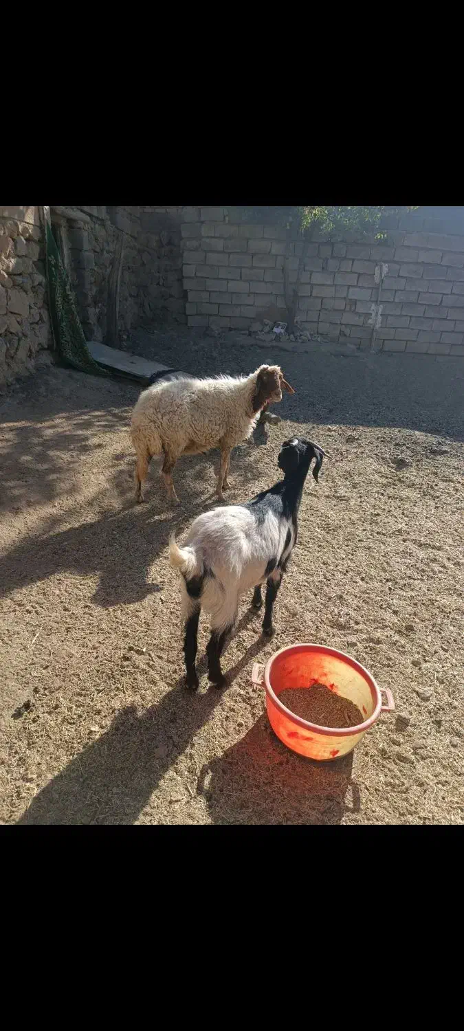 گوسفند وبزغاله|حیوانات مزرعه|دینور, |دیوار