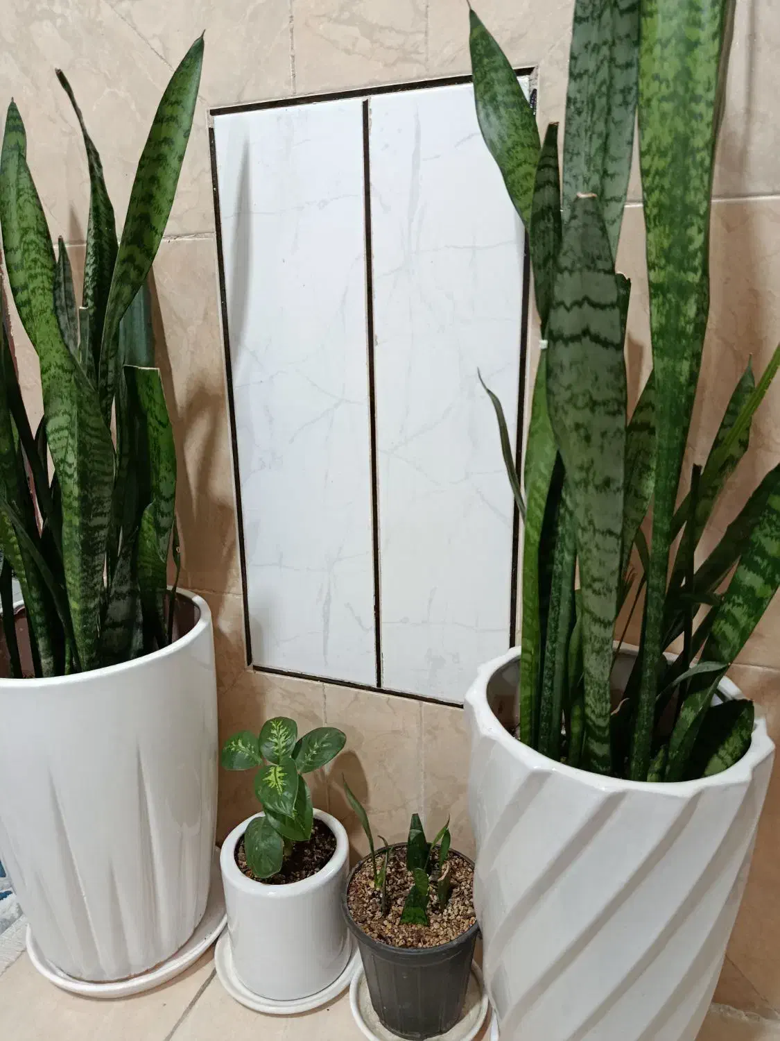 گل طبیعی|گل و گیاه طبیعی|الیگودرز, |دیوار