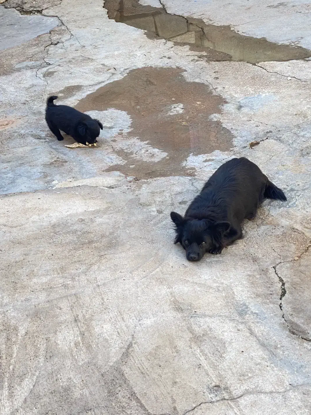 سگ پامر|سگ|مسجد سلیمان, |دیوار