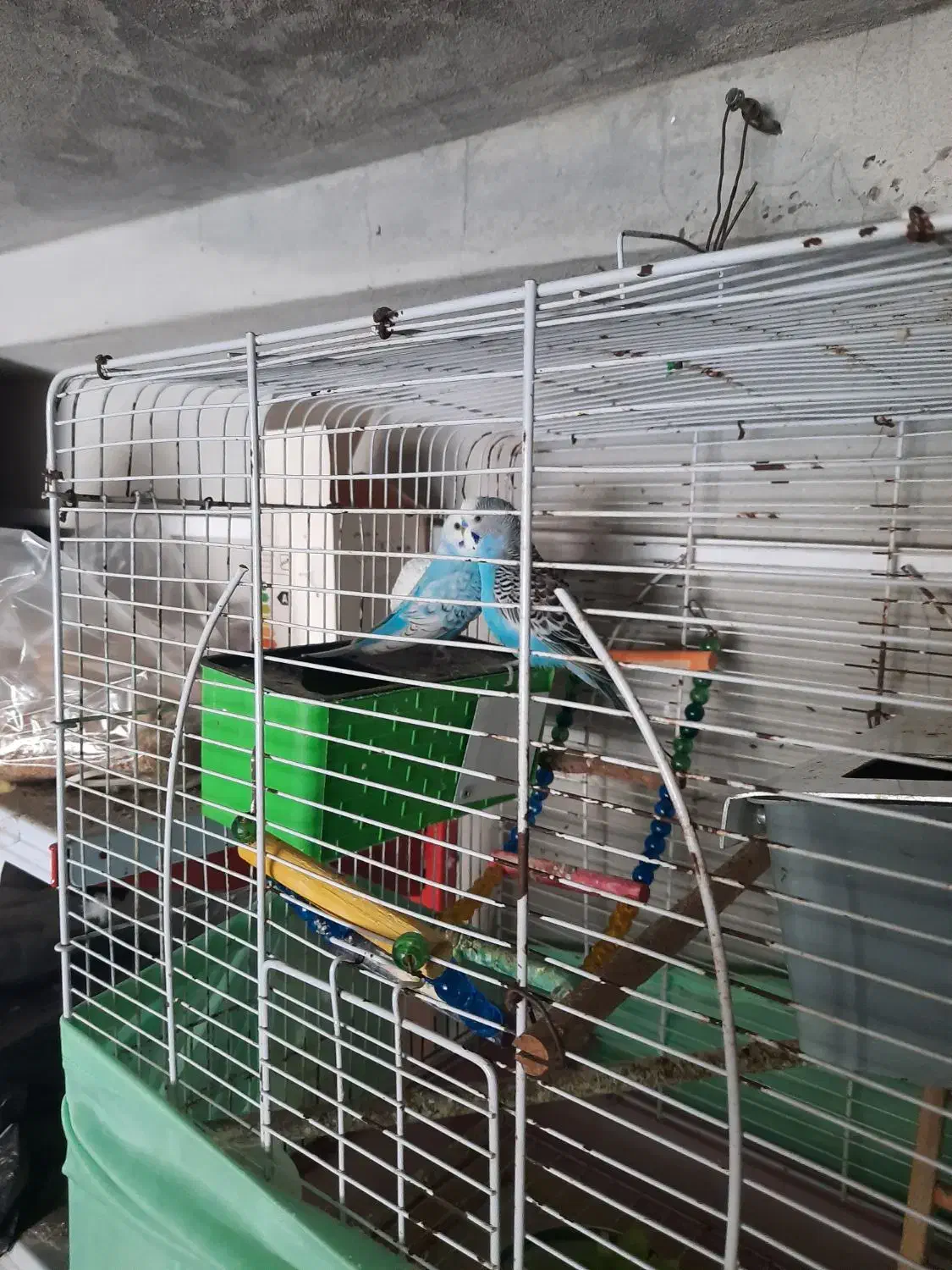 مرغ عشق  یک جفت خوش رنگ وخوش صدا|پرنده|ایزدشهر, |دیوار