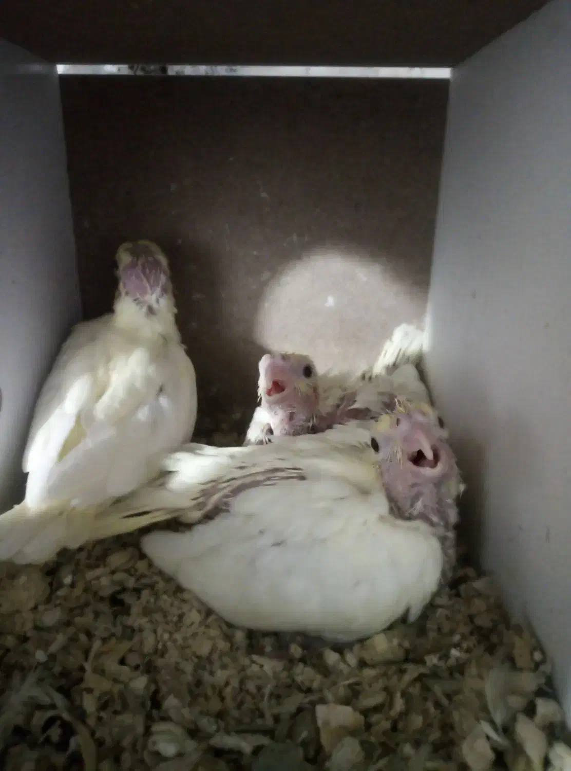 جوجه عروس هلندی لوتینو چشم قرمز سرلاکی|پرنده|بم, |دیوار