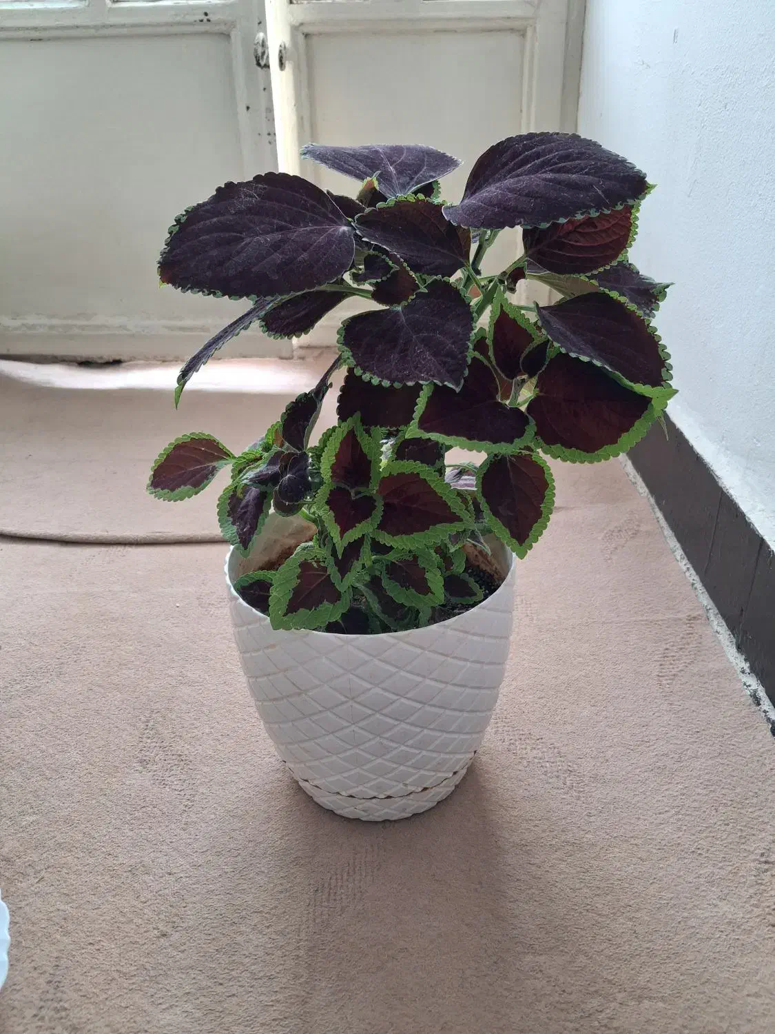 گل طبیعی زیبا|گل و گیاه طبیعی|خرم‌آباد, |دیوار