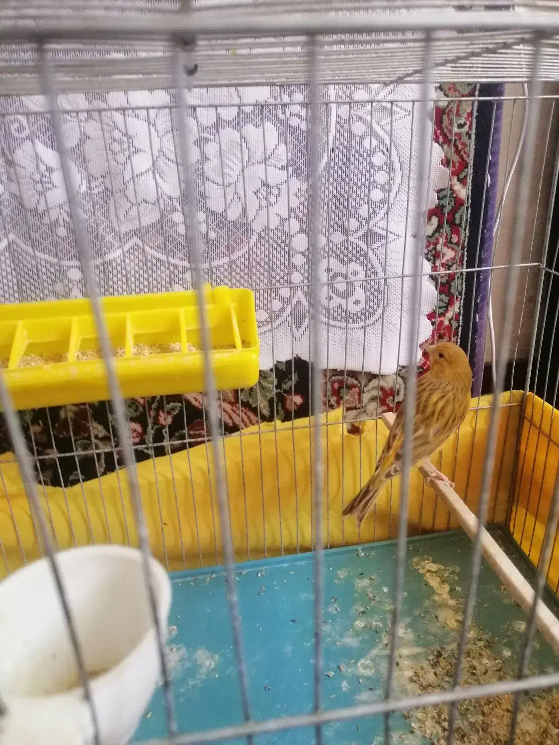 قناری دارچین|پرنده|کرمان, |دیوار