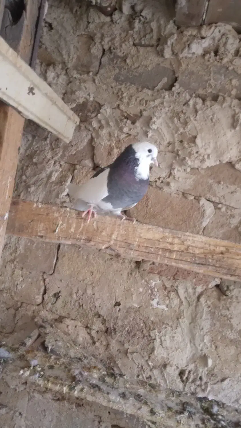 کفتر پرشی|پرنده|رباطکریم, رباطکریم|دیوار