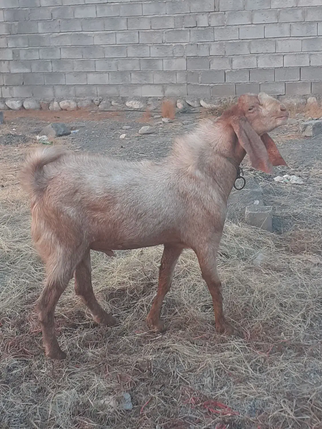 نری چاق|حیوانات مزرعه|بیکاه, |دیوار