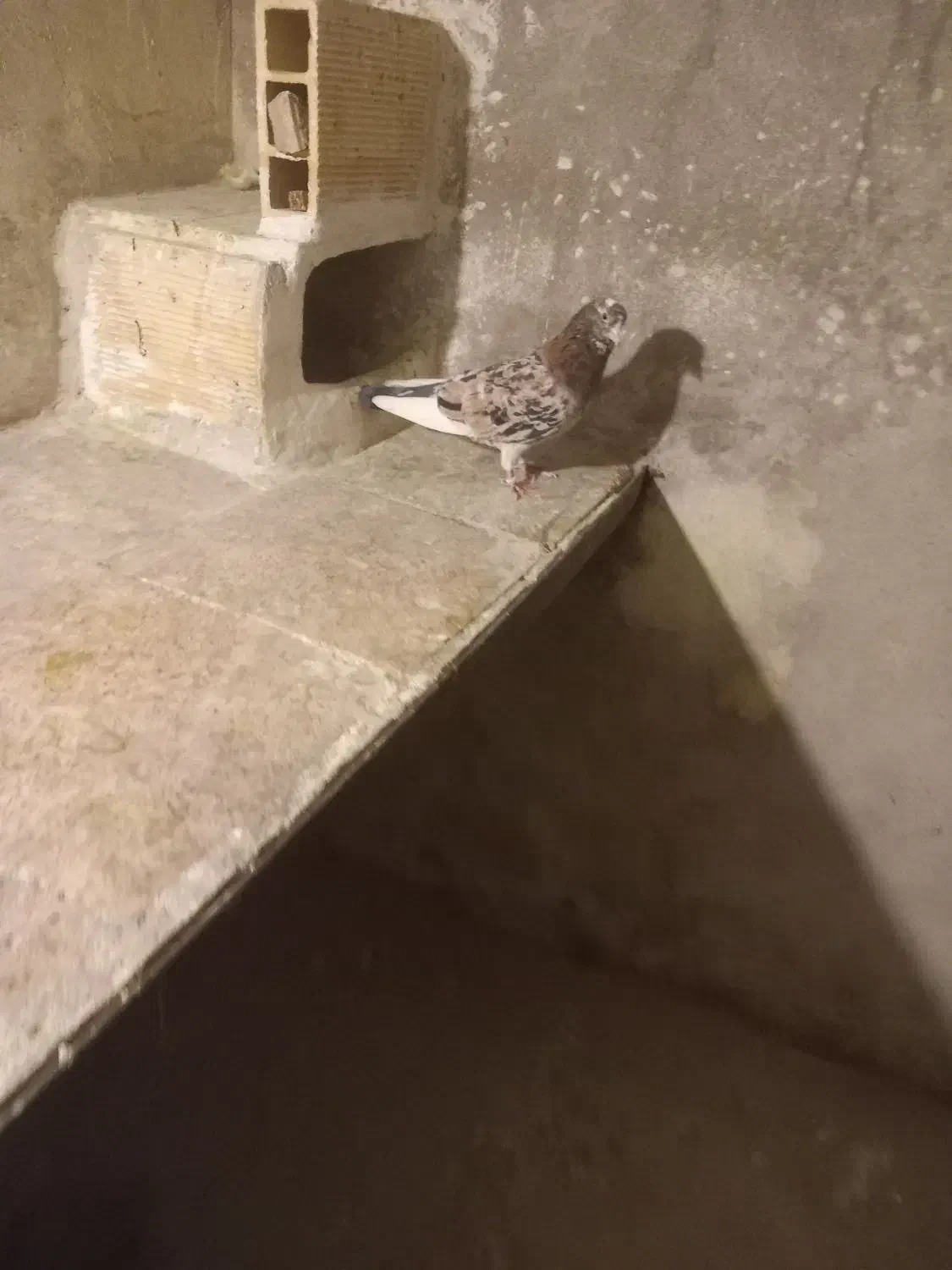 کفتر سرور|پرنده|شاهرود, |دیوار