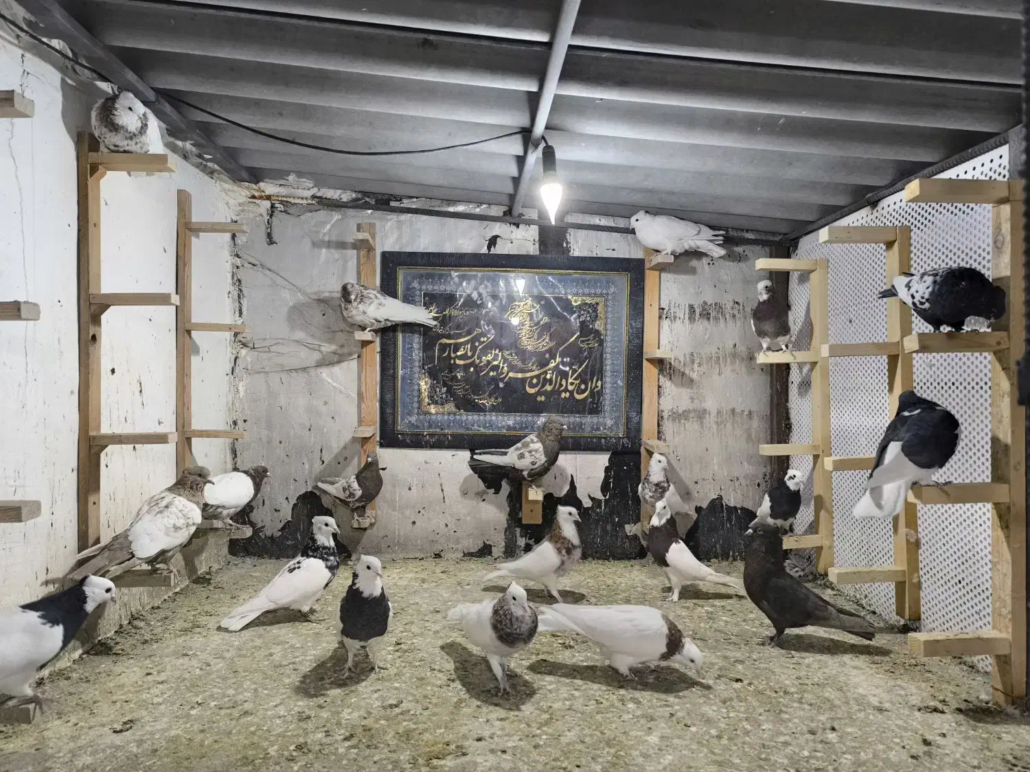 کفتر طوقی سینه شهری|پرنده|صدرا-فارس, فاز ۲|دیوار