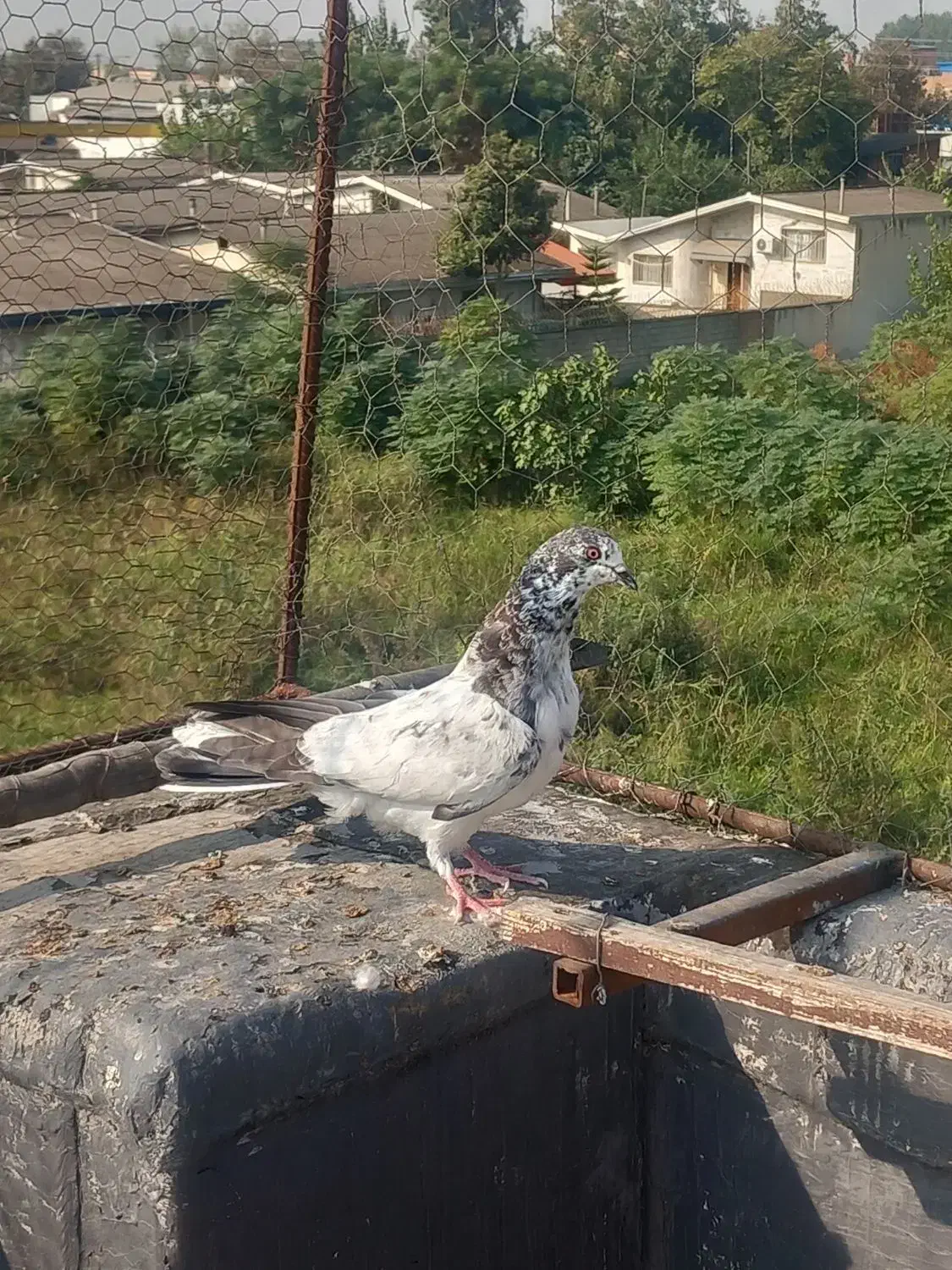 کبوتر پرشی|پرنده|قائم‌شهر, |دیوار