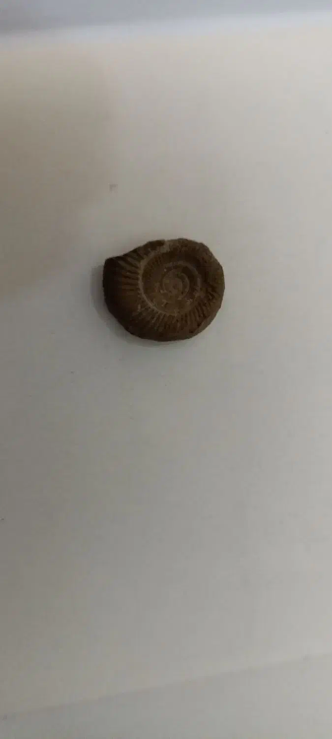 سنگ آمونیت|عمده‌فروشی|دامغان, |دیوار