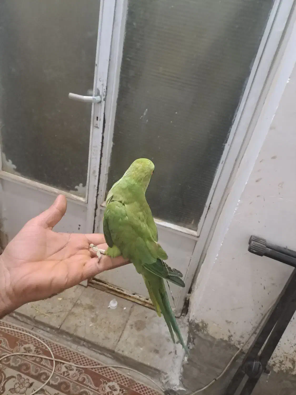 طوطی ملنگو دستی فول|پرنده|میبد, |دیوار