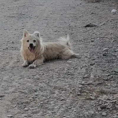 توله سگ پا کوتاه پامر|سگ|کرج, گلشهر|دیوار